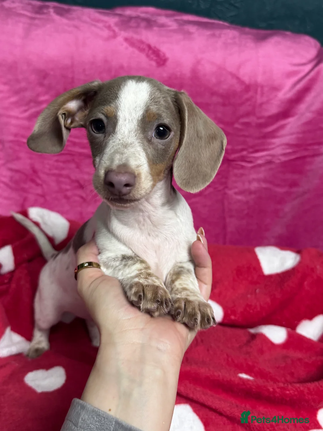 Miniature Dachshund dogs for sale: 4 cute piebald miniature dachshunds available  - Advert 2