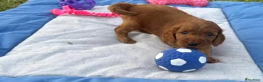 Cockapoo 6