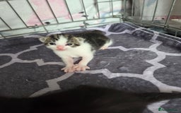 Mixed Breed cats for sale: Two beautiful girls. Ready to leave Saturday  - Image 16
