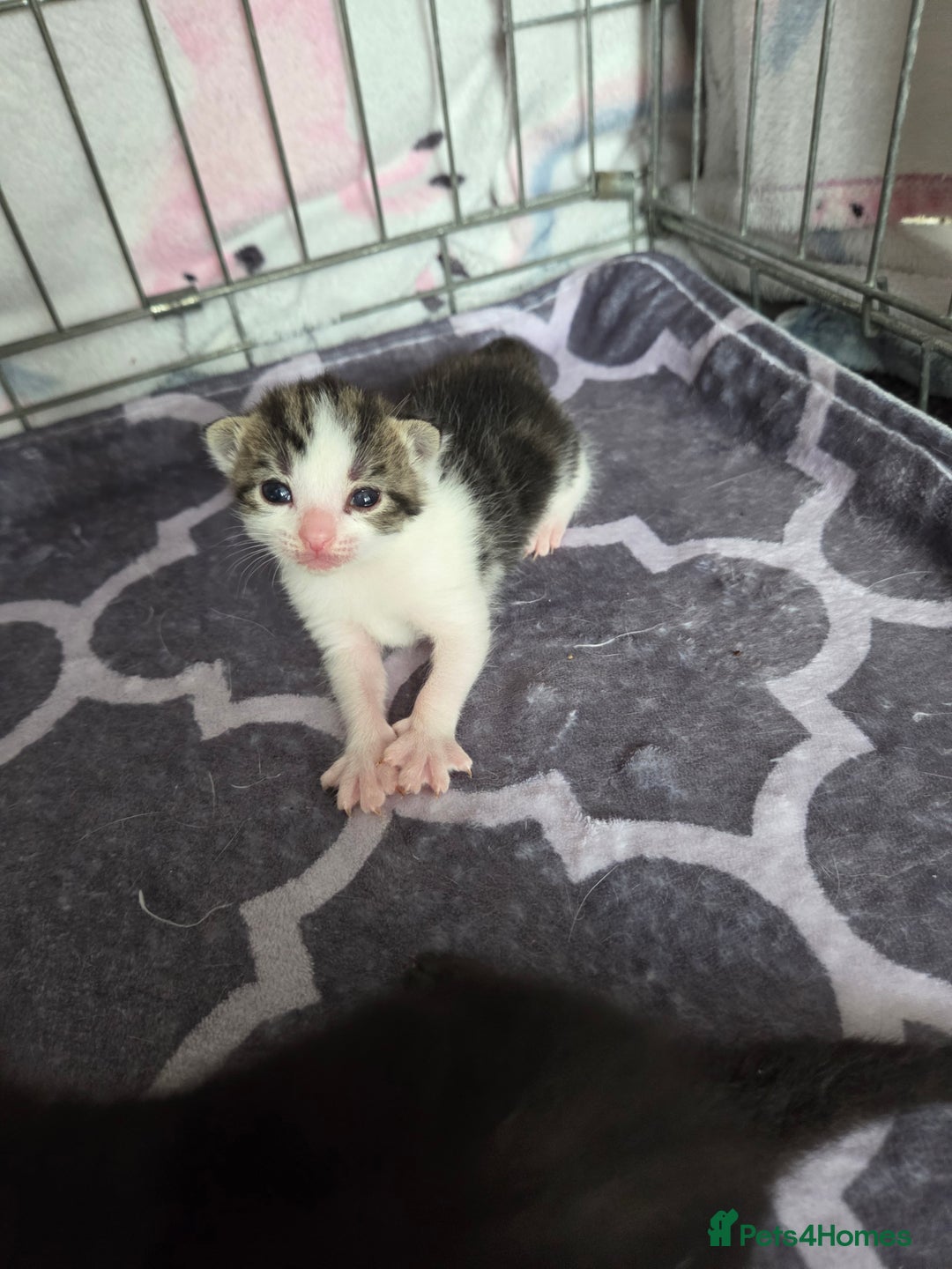 Mixed Breed cats for sale: Two beautiful girls. Ready to leave Saturday  - Image 16
