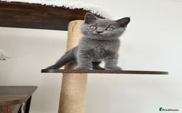 British Shorthair cats for sale: British short hair boy - Image 12