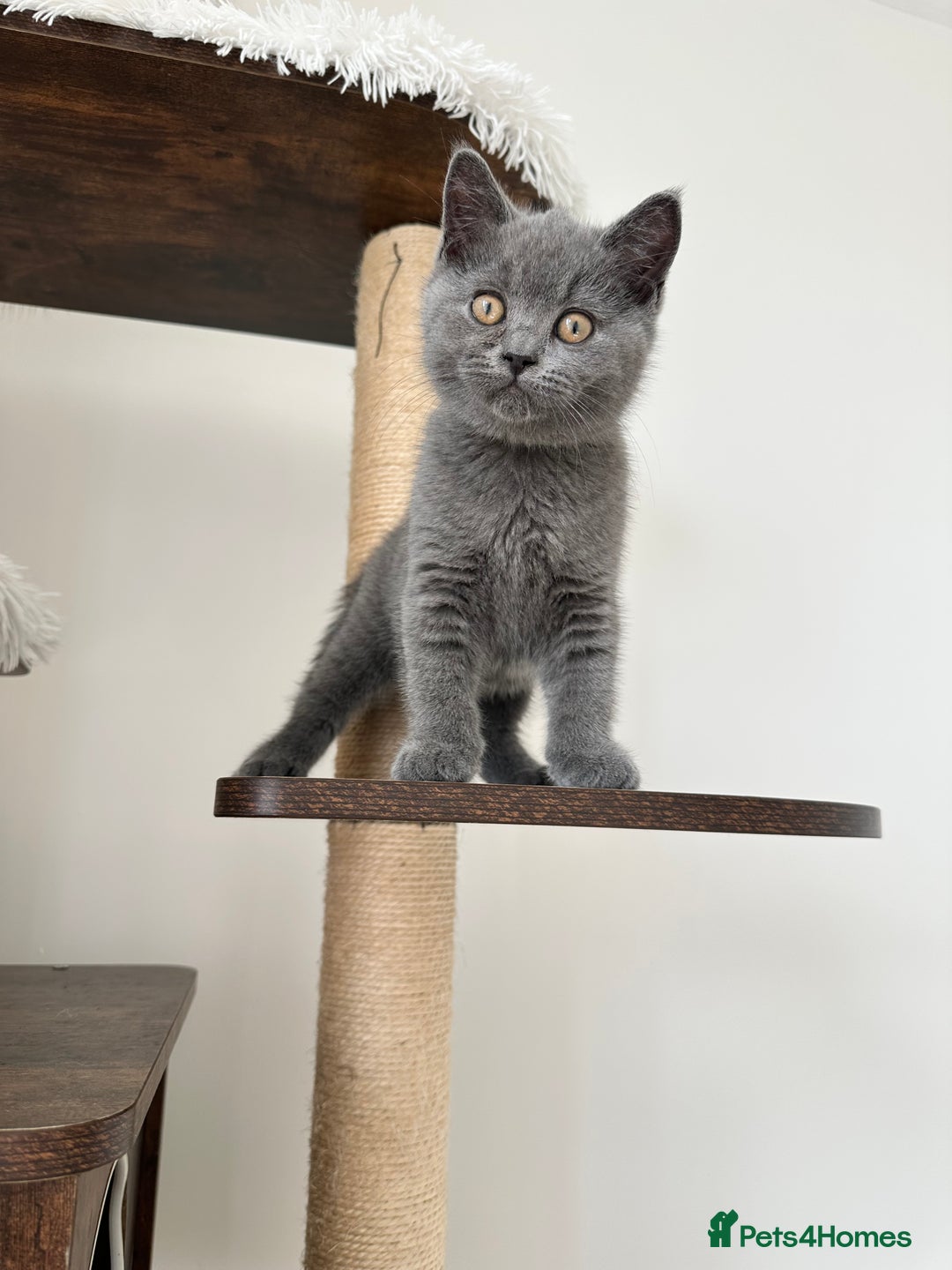 British Shorthair cats for sale: British short hair boy - Image 12