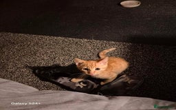 Domestic Shorthair cats for sale: Ginger Male Kitten - Image 4