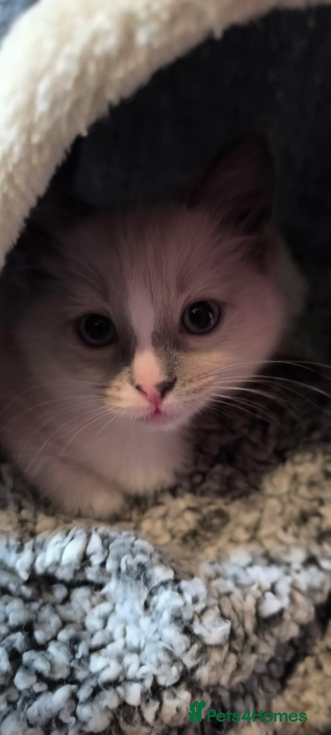 Ragdoll cats for sale: Ragdoll kittens - Advert 17