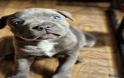Staffordshire Bull Terrier dogs for sale: KC Reg Staffy Pups – Beautiful Chunky Puppys - Image 15