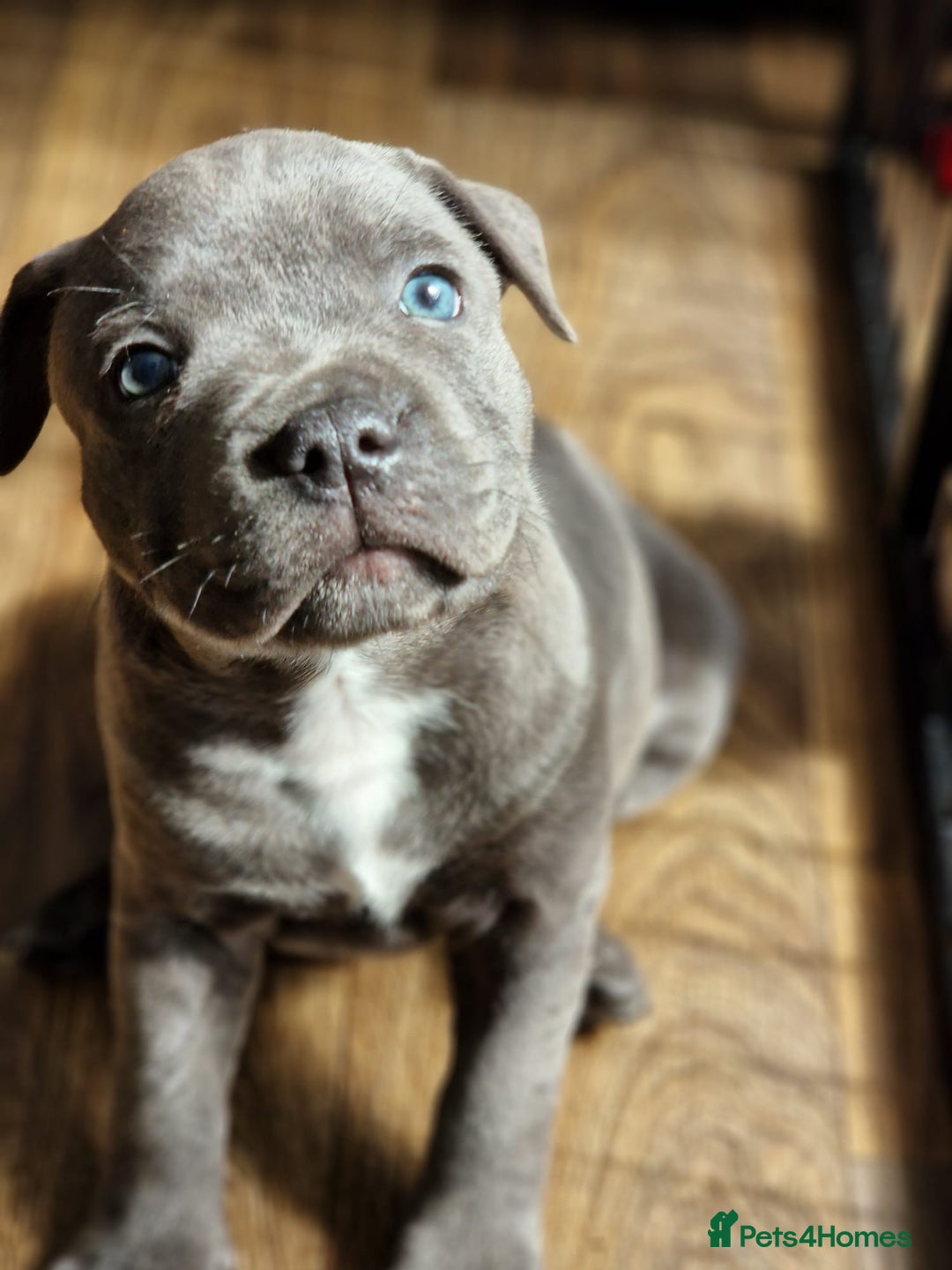Staffordshire Bull Terrier dogs for sale: KC Reg Staffy Pups – Beautiful Chunky Puppys - Image 15