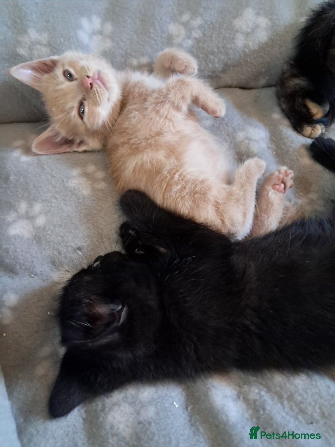 British Shorthair cats for sale: Gorgeous 8 week old kittens  - Image 3