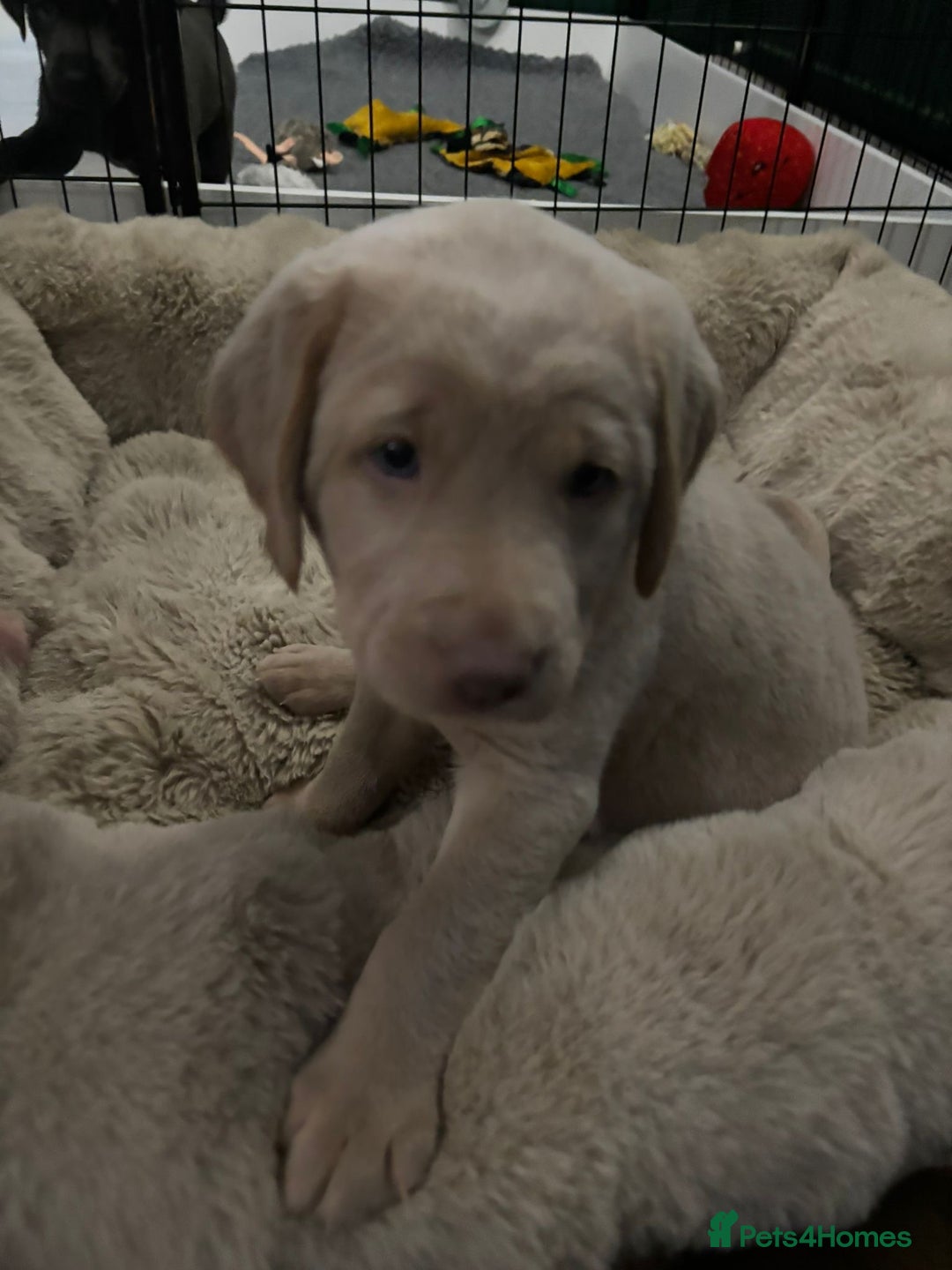 Labrador Retriever dogs for sale: Silver, Charcoal, Champagne Labrador Puppies  - Advert 17