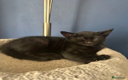 Mixed Breed cats for sale: 3 beautiful playful kittens  - Image 32
