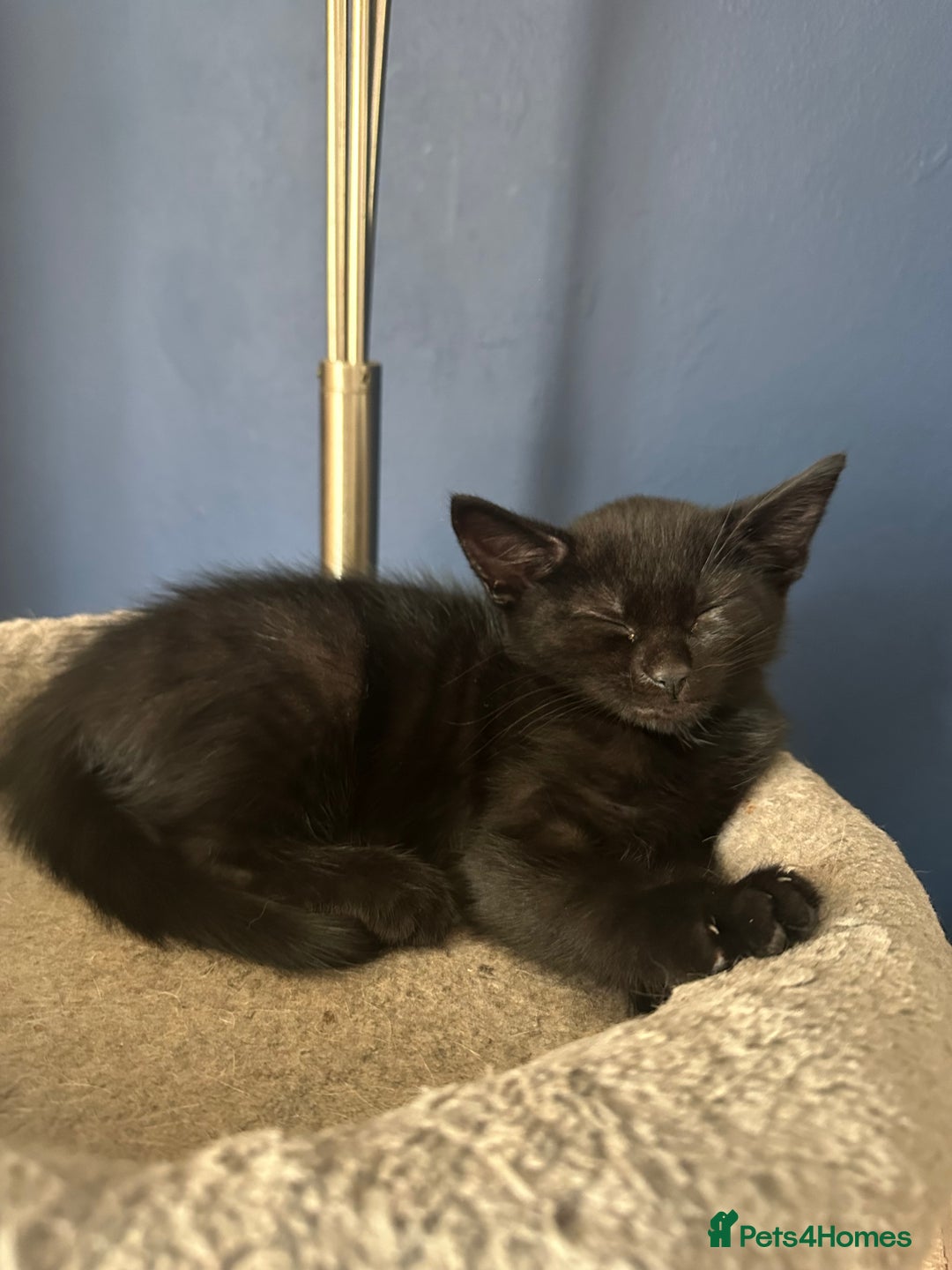 Mixed Breed cats for sale: 3 beautiful playful kittens  - Image 32