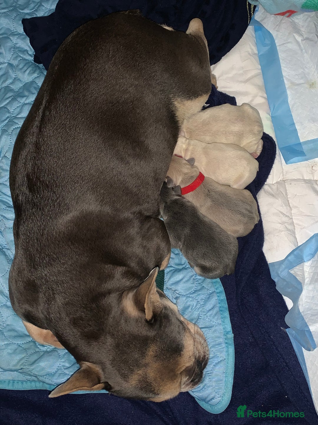 French Bulldog dogs for sale: 2 Stunning French Bulldogs  - Advert 1