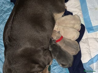 French Bulldog dogs for sale: 2 Stunning French Bulldogs ready 24th December! - Advert 1