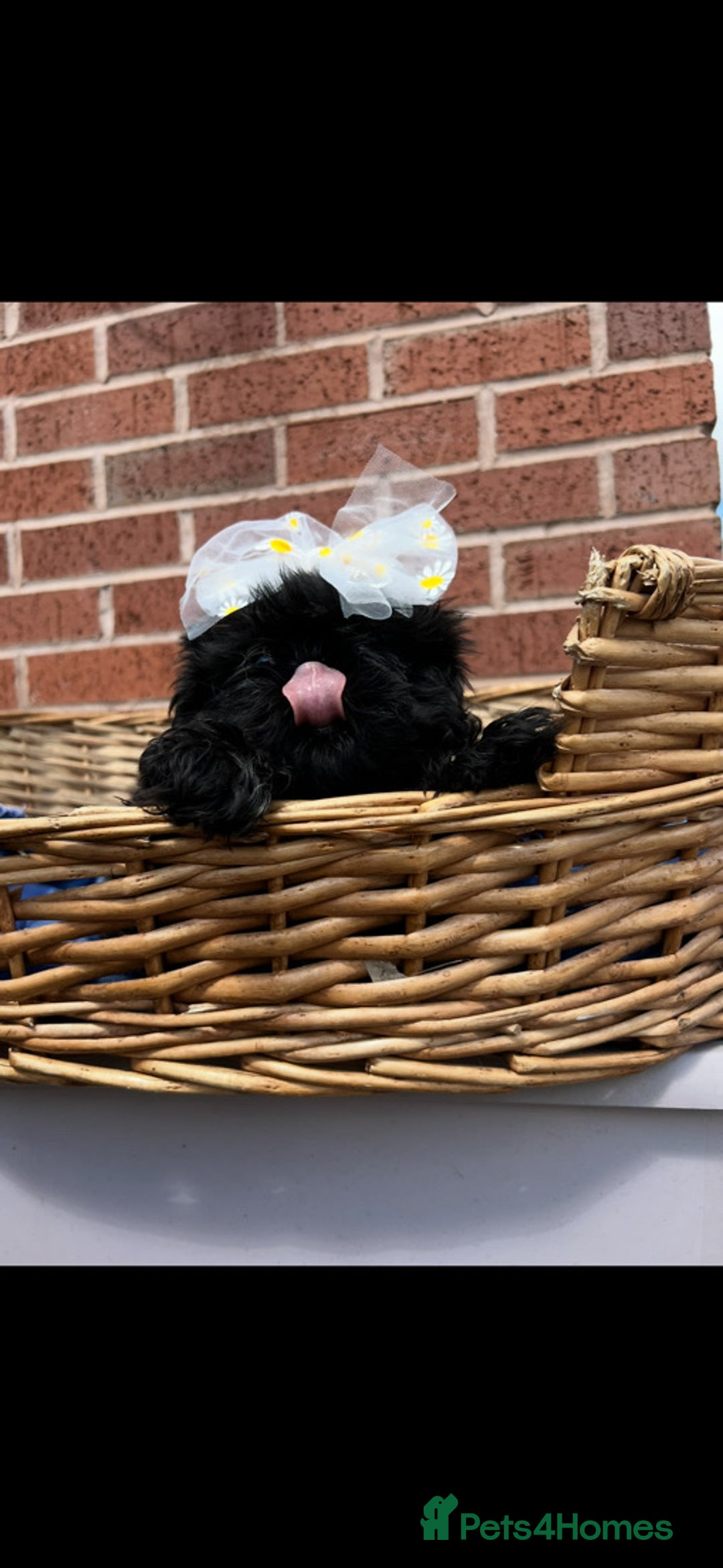 Shih Tzu dogs for sale: Two boys available  - Advert 3