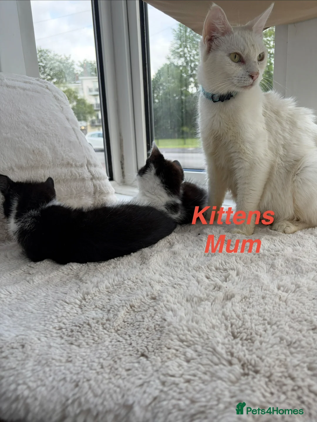 Mixed Breed cats for sale: Beautiful playful kittens looking for loving homes - Advert 2