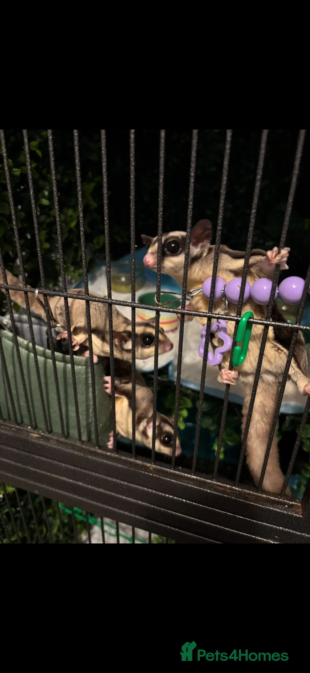 Sugar Glider rodents for sale: Sugar gliders  in Rugby - Advert 5