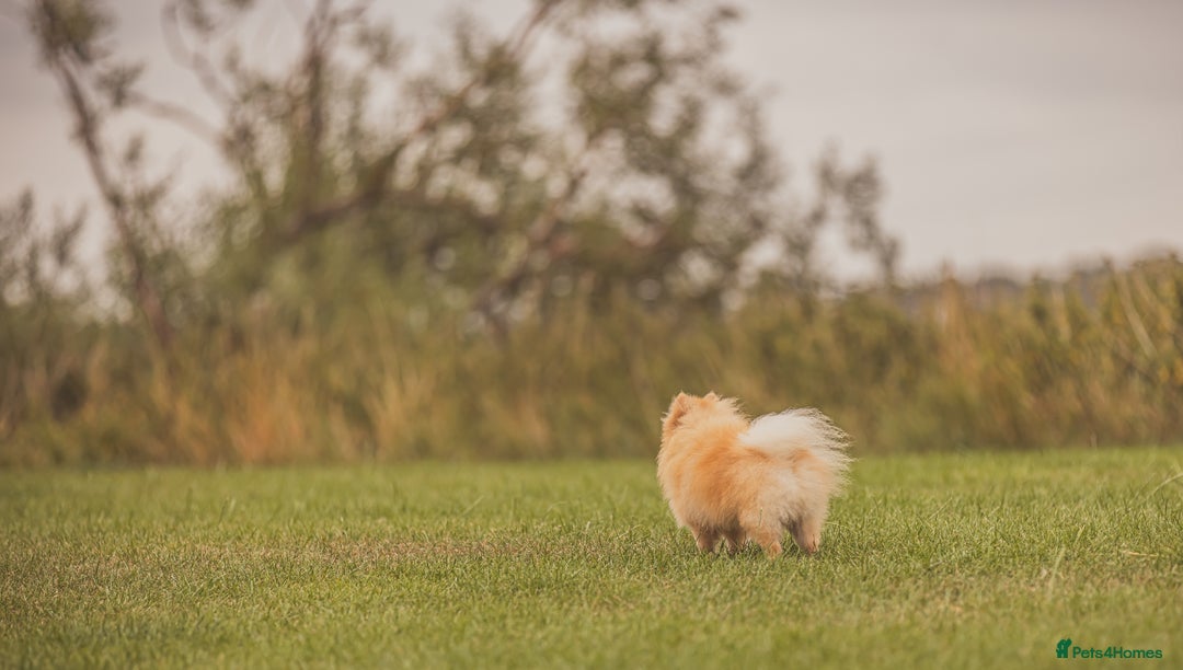 Pomeranian dogs for stud: Prince George Bridgeton 👑 - Advert 20