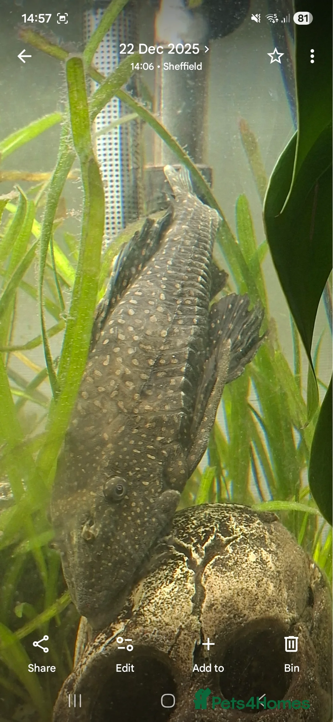 Plecos fish for sale: Pleco - Advert 2