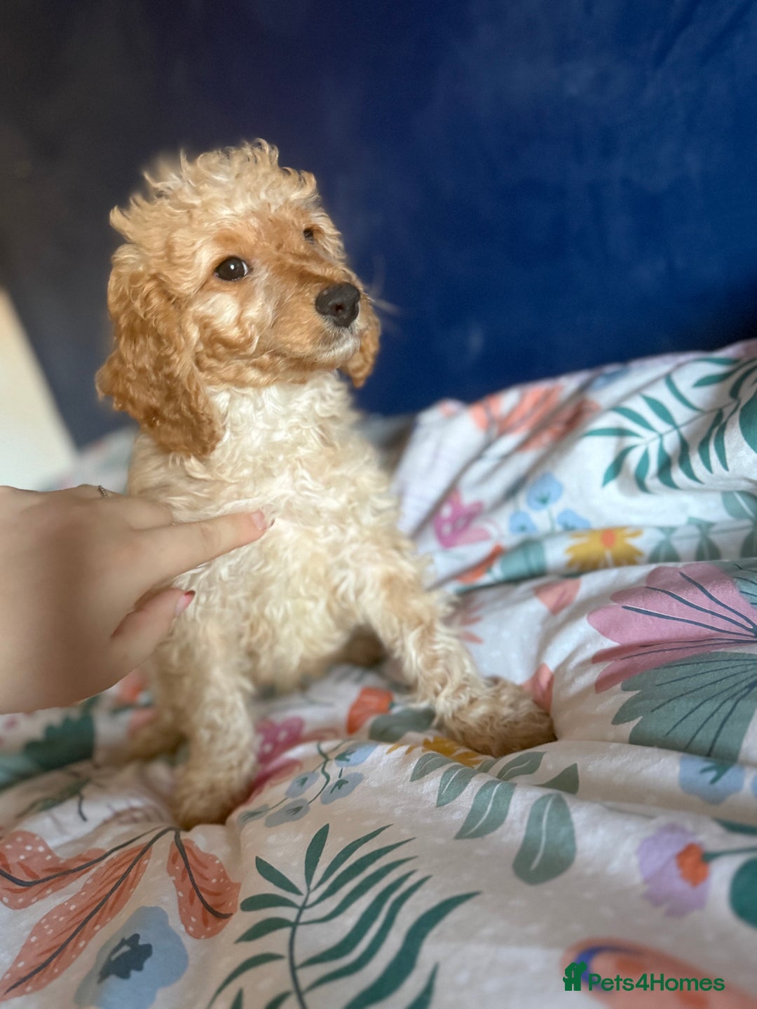 Cockapoo dogs for sale: Cockapoo Puppies For Sale  - Advert 13