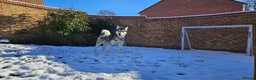 Alaskan Malamute dogs for sale: Luna, Malamute, Age 3, Pedigree & KC Registered - Advert 4