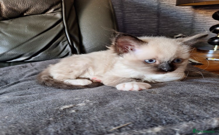 Ragdoll cats - Advert 1