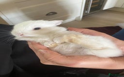 Mini Lop rabbits for sale: 9 Mixed Mini Lop Bunnies for sale - Image 10