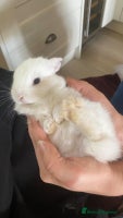 Mini Lop rabbits - Advert 4