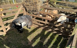 Goats livestock for sale: Pygmy goats  - Image 5
