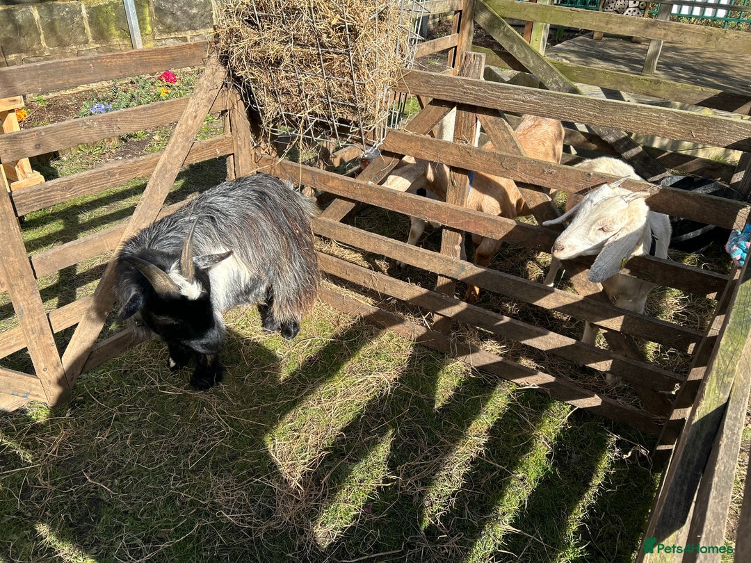 Goats livestock for sale: Pygmy goats  - Image 5