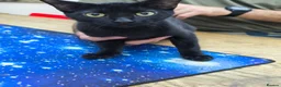 Mixed Breed cats for sale: Mixed sphynx kittens for sale  - Advert 3