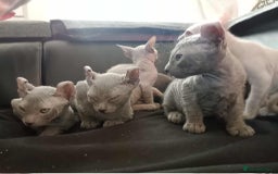 Sphynx cats for sale: Shynx Elf & Peterball kittens - Image 11