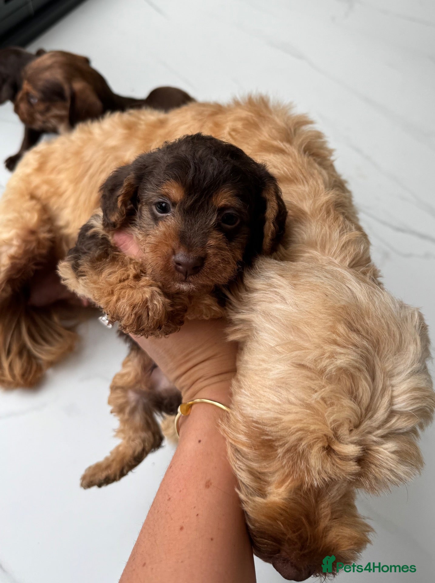 Mixed Breed dogs for sale: 5 Beautiful Chocolate brown & Tan Puppies  - Advert 4