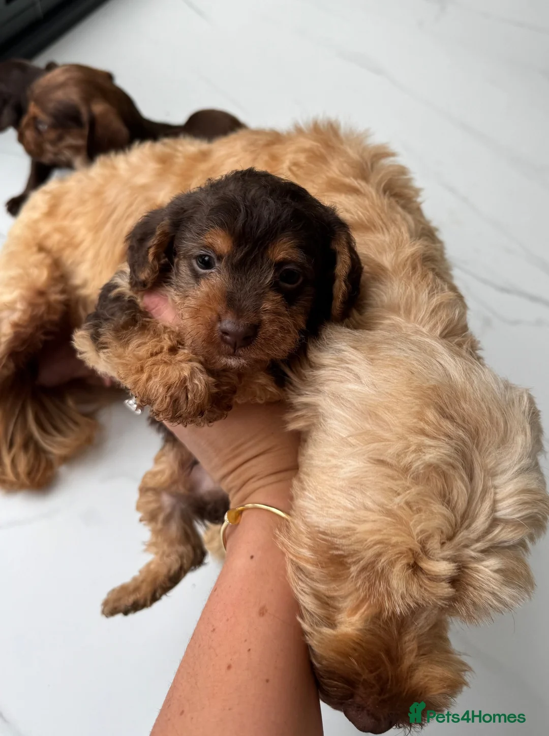 Mixed Breed dogs for sale: 5 Beautiful Chocolate brown & Tan Puppies  in Egham - Advert 1