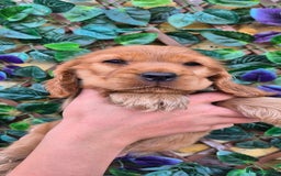 Cocker Spaniel dogs for sale: SUPERB SHOW TYPE COCKER SPANIEL PUPPIES  - Image 2