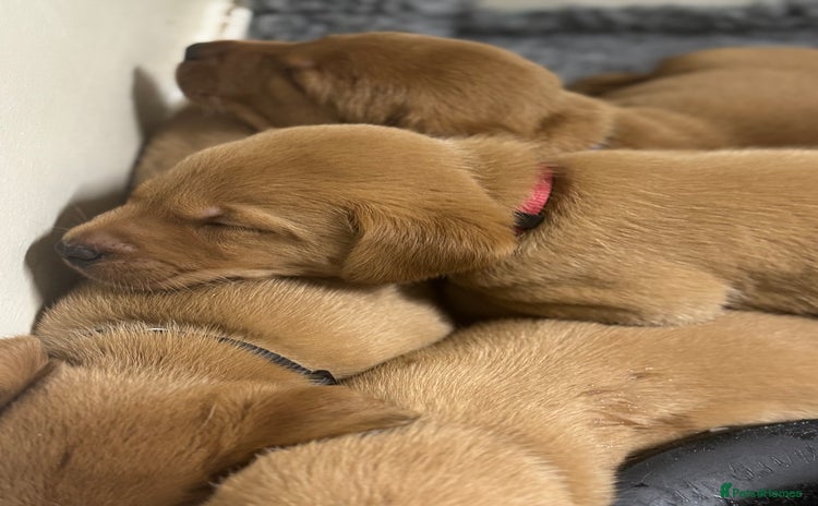 Labrador Retriever dogs - Advert 11