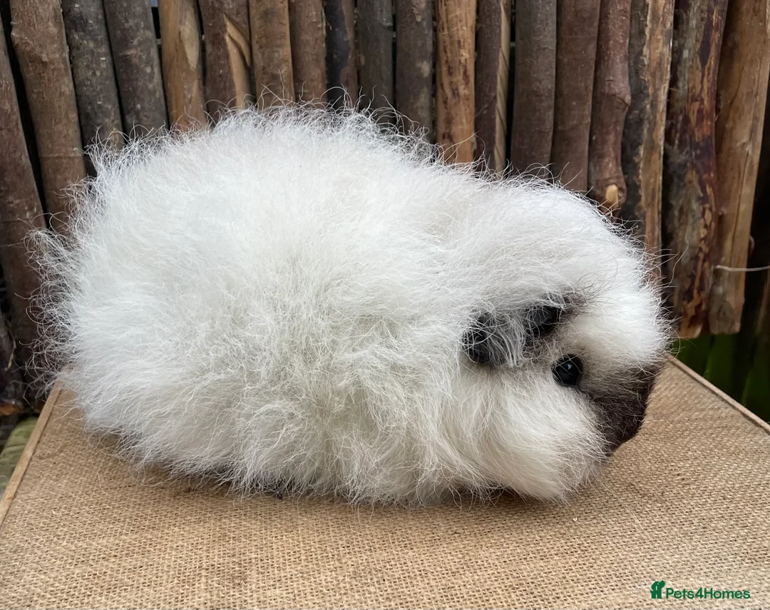 Guinea Pig rodents for sale: Cali Swiss sow - Advert 4