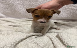 Jack Russell dogs for sale: 4 jack Russell puppies  - Advert 13