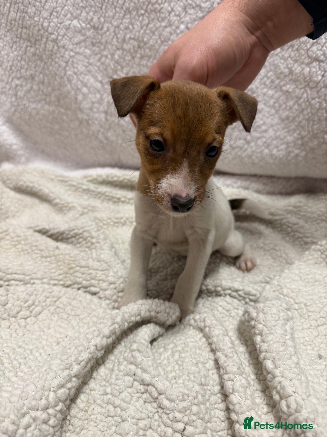 Jack Russell dogs for sale: 4 jack Russell puppies  - Advert 13