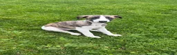 Whippet dogs for sale: Beautiful homebred KC registered whippet boys in Perth - Advert 6