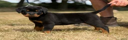 Rottweiler dogs for sale: ⭐️ Best Breeding in the UK 🇬🇧 ⭐️ - Advert 19