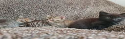 Mixed Breed cats for sale: Kittens for sale  - Advert 19