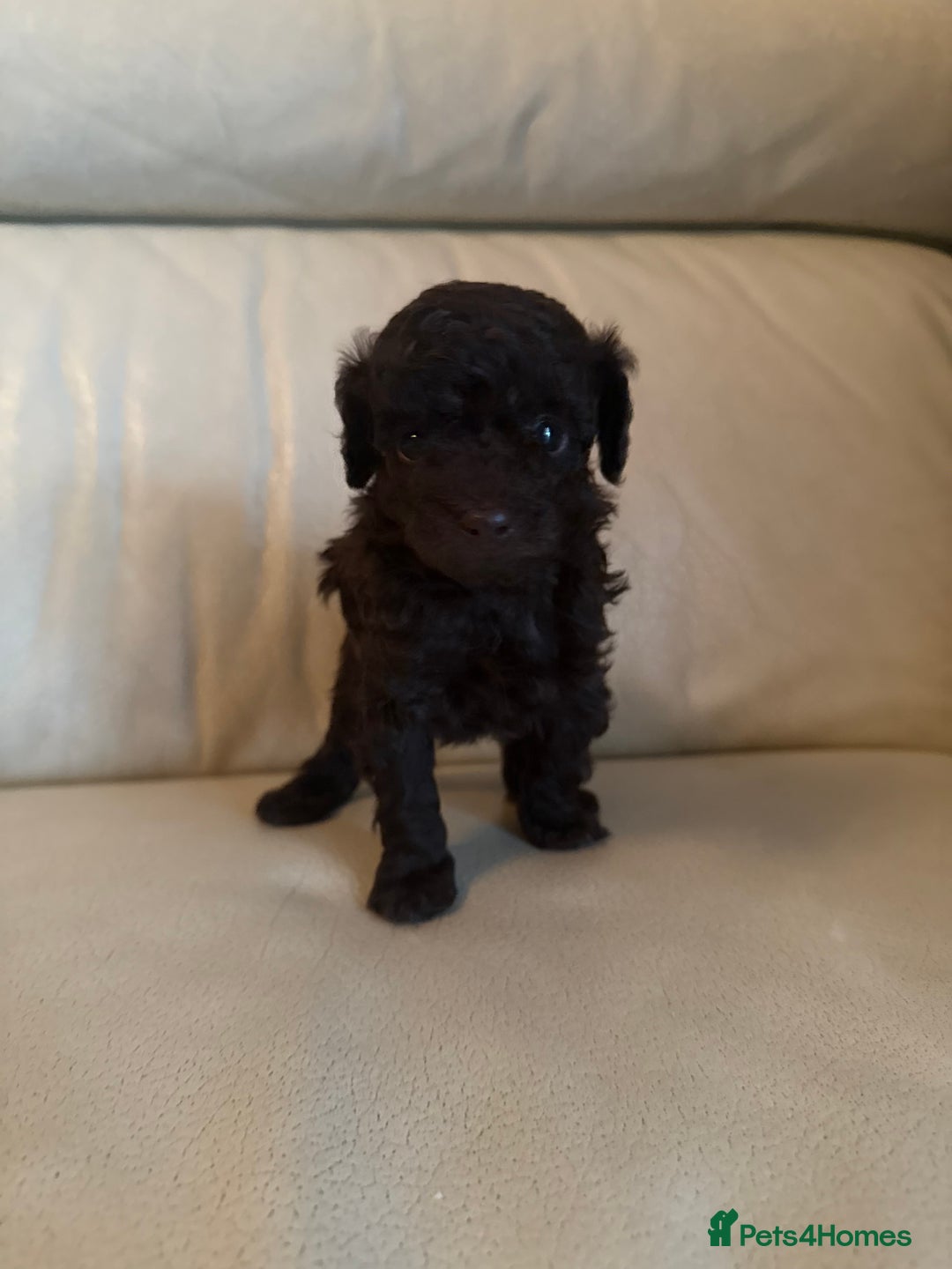 Toy Poodle dogs for sale: 3 adorable toy poodles. Multicoloured, check des. - Advert 14