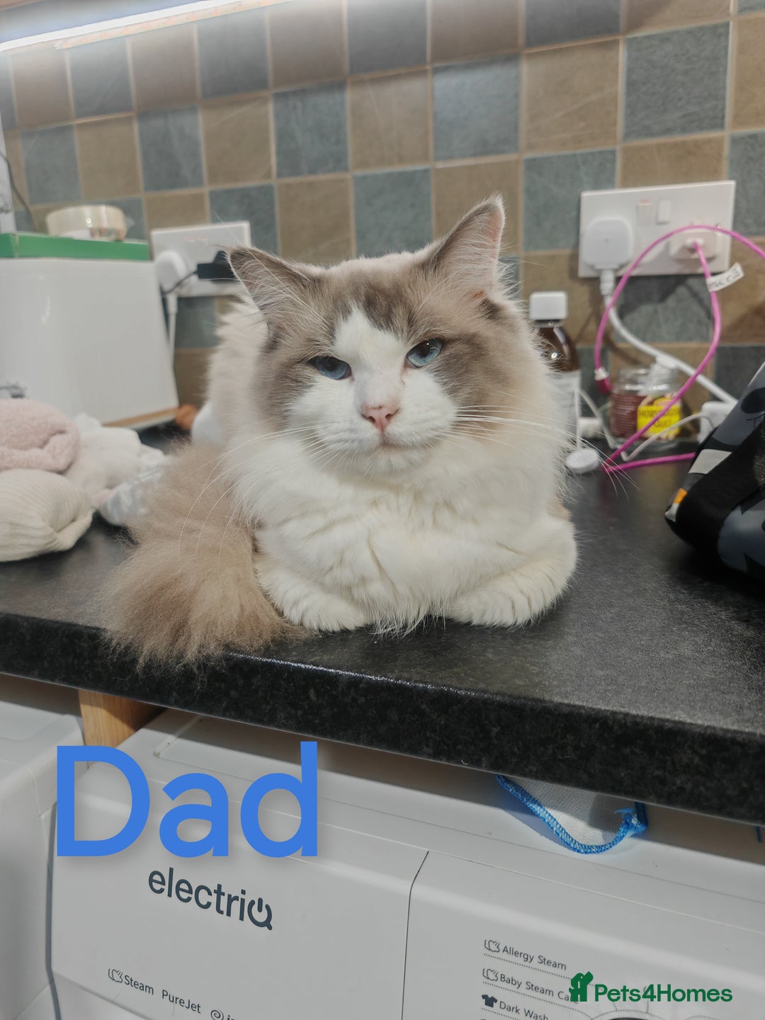 Ragdoll cats for sale: Beauty fluffy ragdoll kittens  - Advert 4