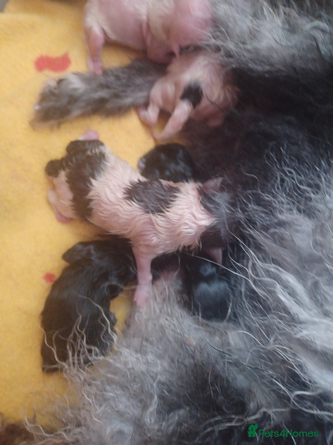 Pomeranian dogs for sale: Pomeranian - Advert 2