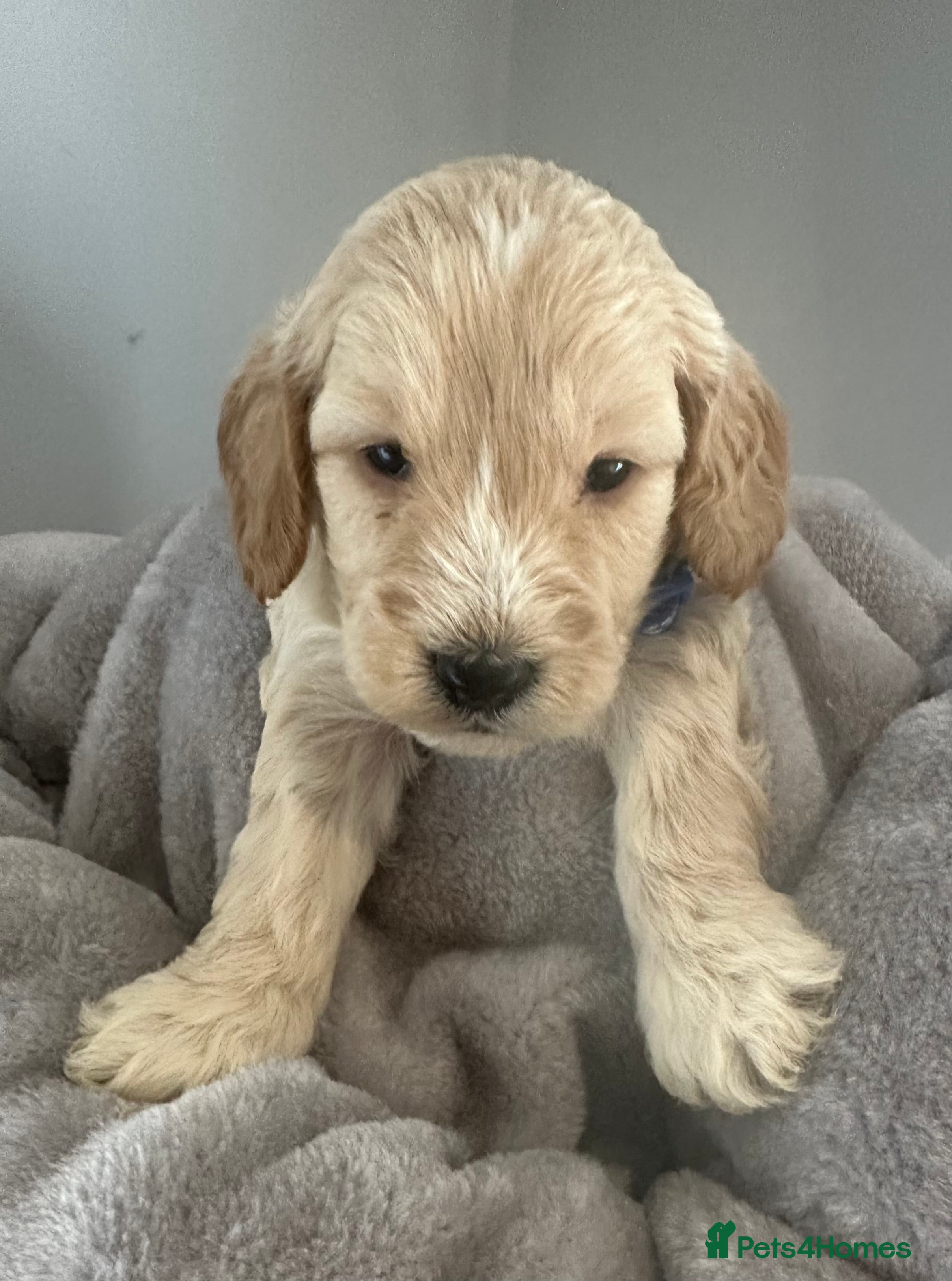 Cockapoo dogs Chunky f1  4 cockapoo puppies ready 30th December  - Advert 4