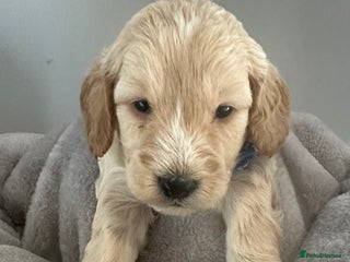 Cockapoo dogs Chunky f1 4 cockapoo puppies ready 30th December - Advert 12