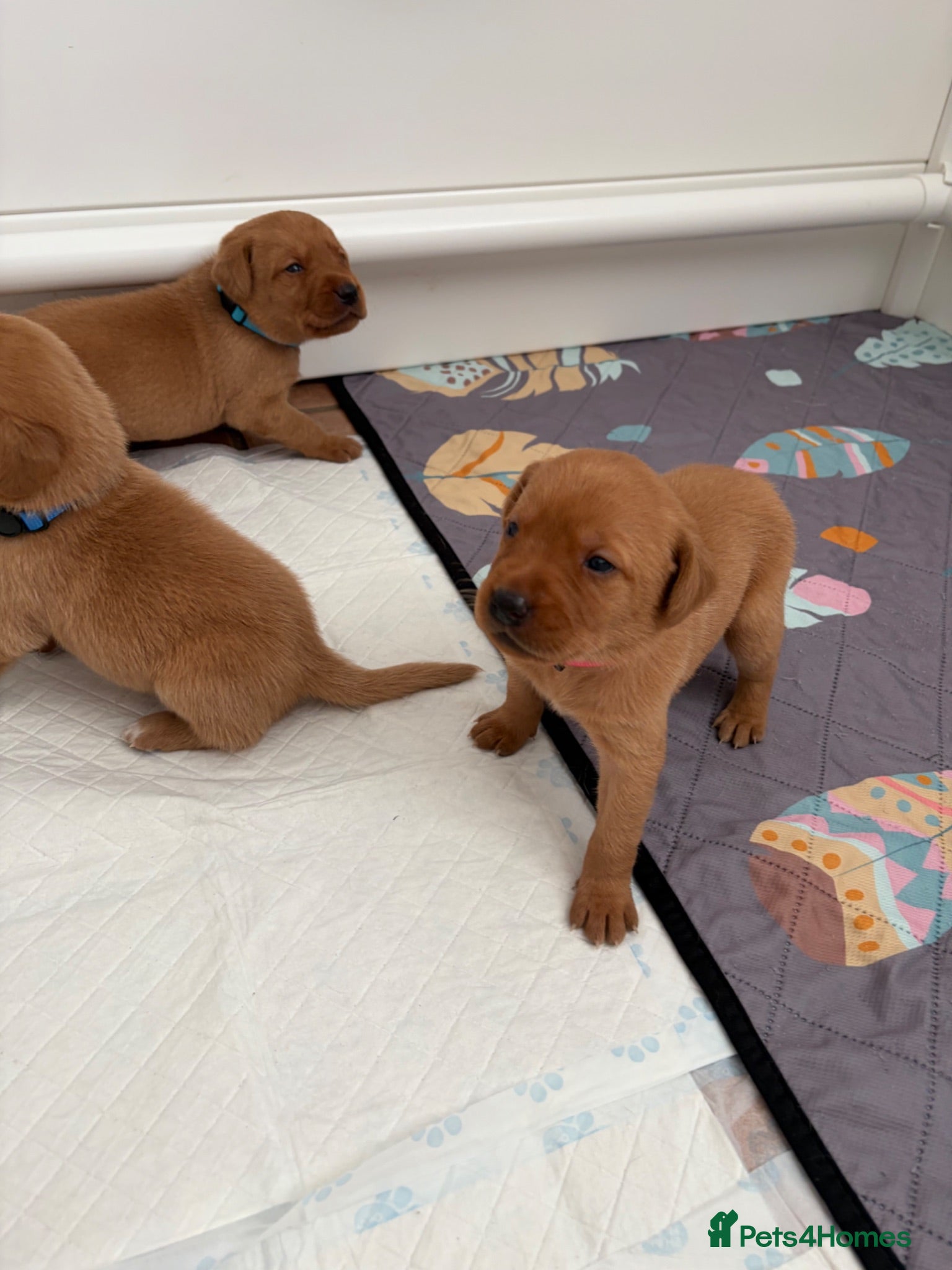 Labrador Retriever dogs Fox red Labrador puppies  - Advert 16