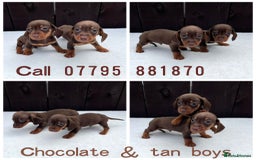 Miniature Dachshund dogs for sale: Dachshund puppies 5Boys  - Image 18