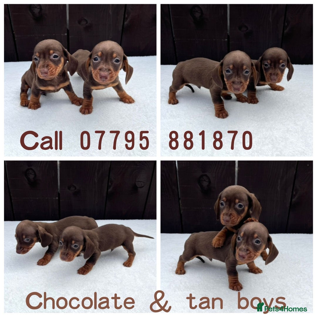 Miniature Dachshund dogs for sale: Dachshund puppies 5Boys  - Image 18