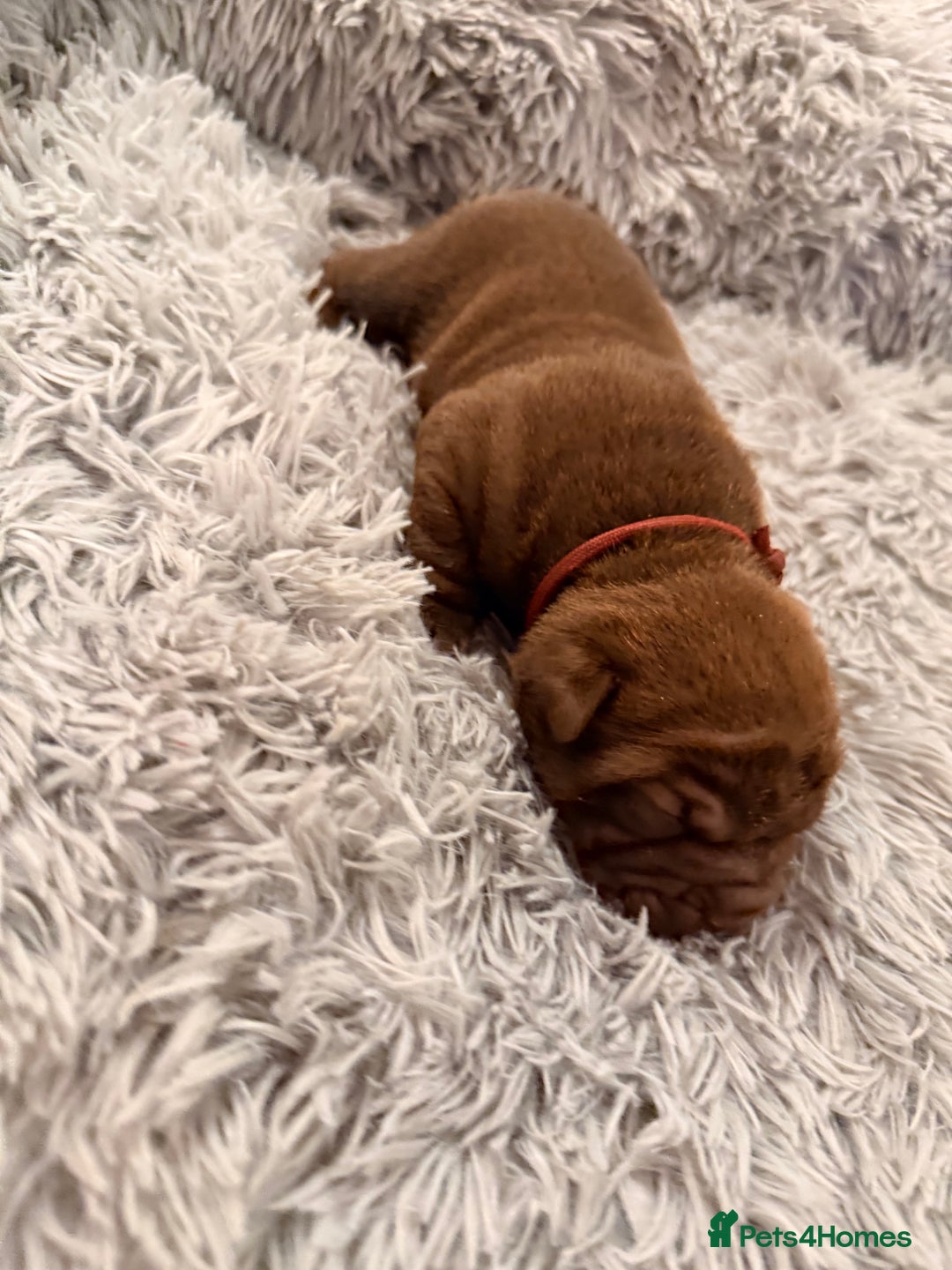 Mixed Breed dogs for sale: Gawjuss Bullpei Puppies 🐶 - Advert 27
