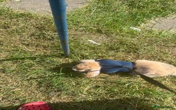 Mixed Breed rabbits for sale: Rehoming male rabbit . Please read description  - Image 6